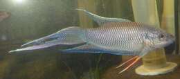 Macropodus erythropterus Freyhof & Herder 2002 resmi