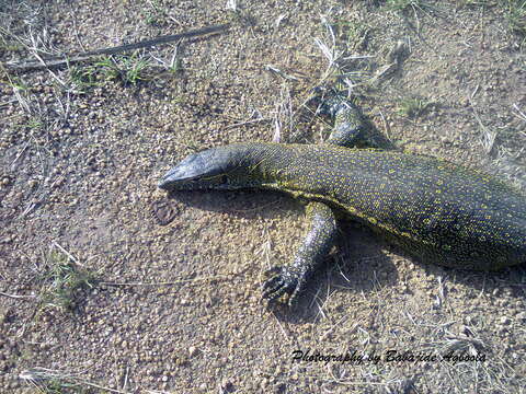 Image of Ornate monitor