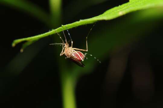 Imagem de Aedes canadensis canadensis