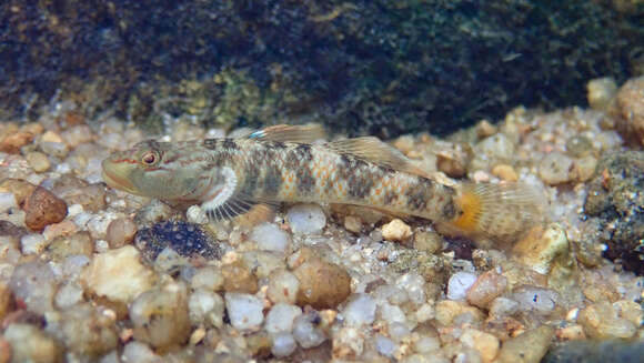 Image of Rhinogobius leavelli (Herre 1935)