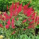 Image of Astilbe × arendsii