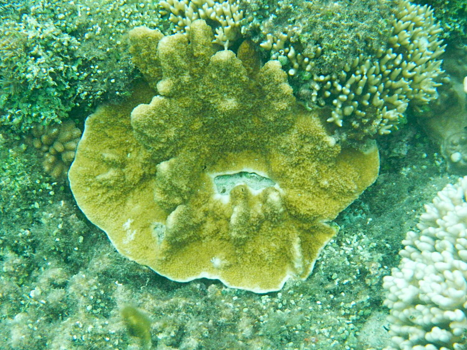Image de Isopora elizabethensis (Veron 2000)