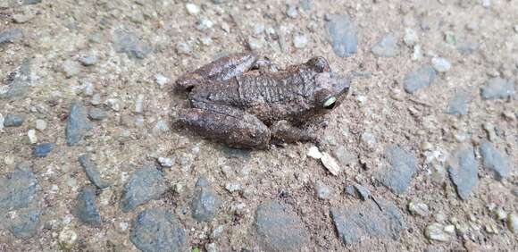 Image of Green-eyed treefrog