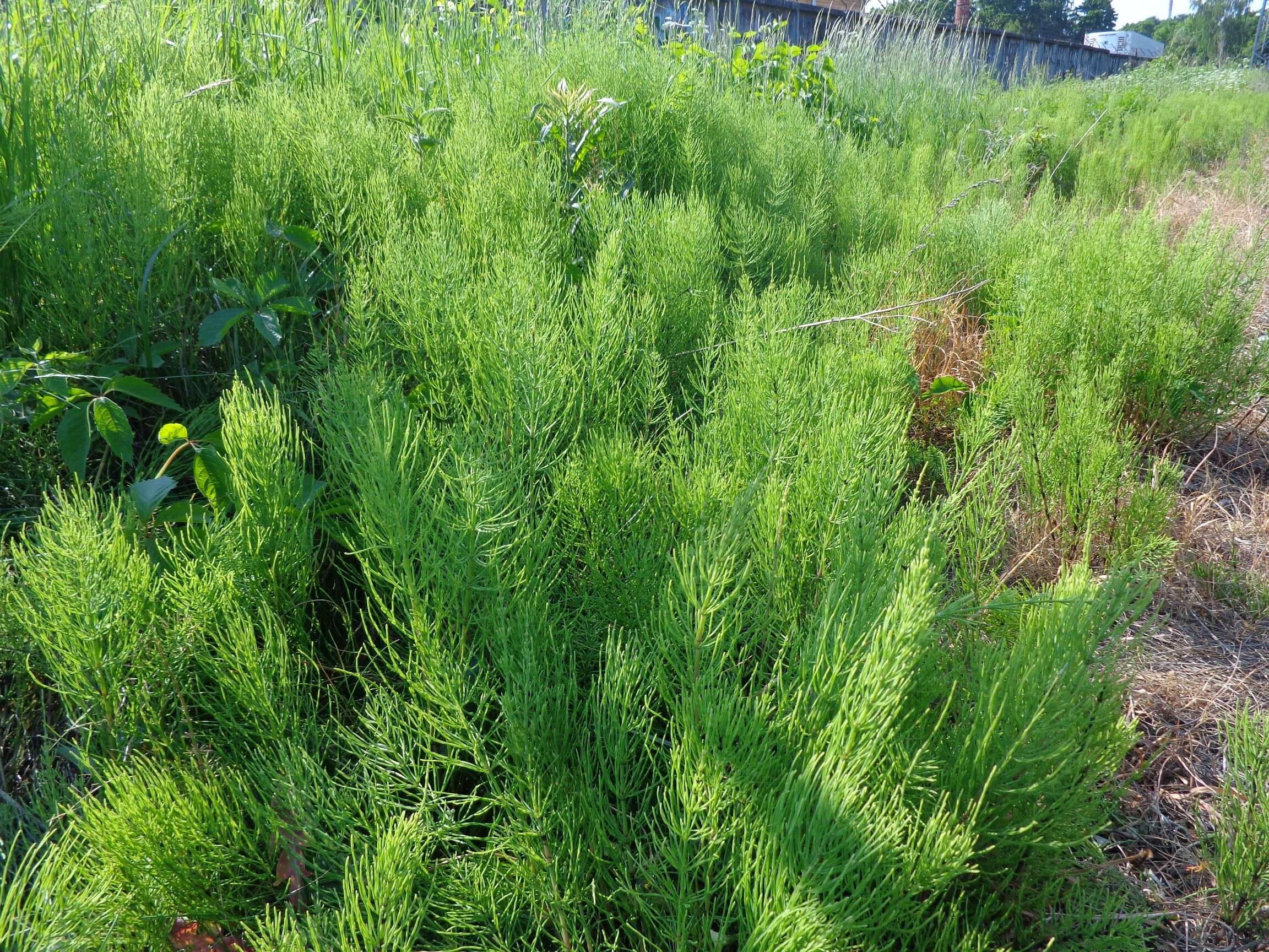 Image of field horsetail