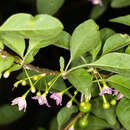 Слика од Vassobia breviflora (Sendtn.) A. T. Hunziker