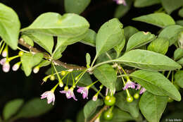 Plancia ëd Vassobia breviflora (Sendtn.) A. T. Hunziker