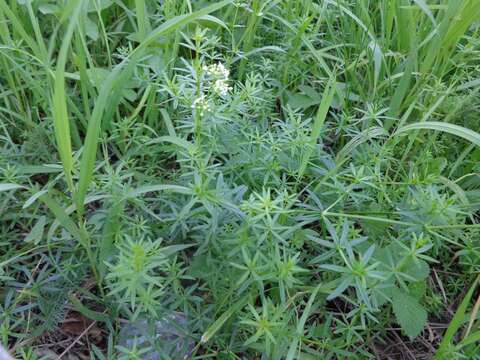 Imagem de Galium boreale L.