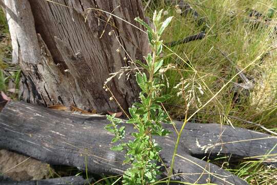 Слика од Olearia erubescens (Spreng.) Dippel