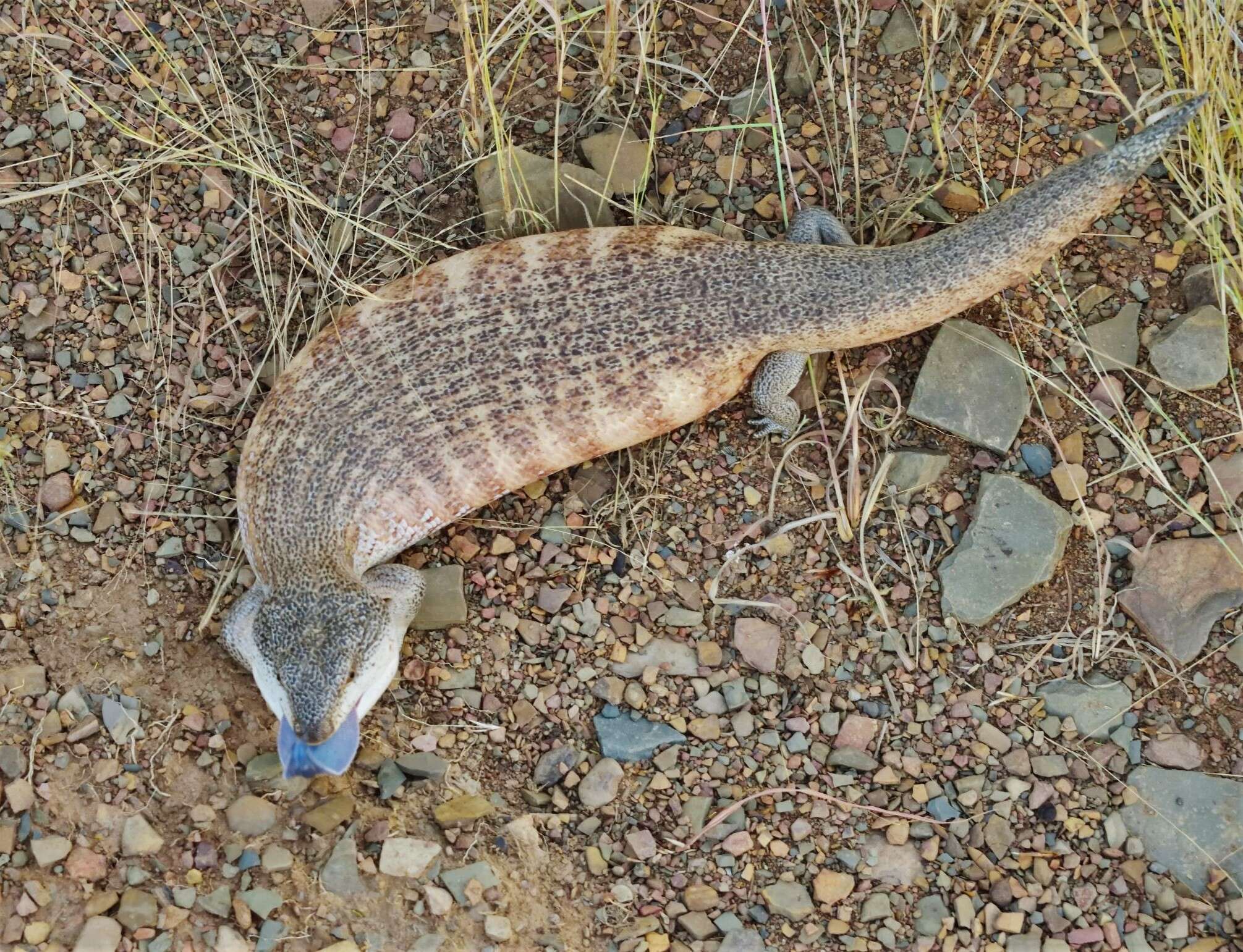 Image of Tiliqua scincoides intermedia Mitchell 1955