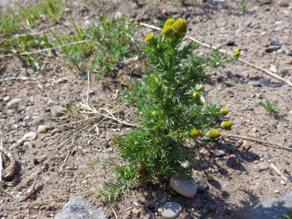 Слика од Matricaria discoidea DC.