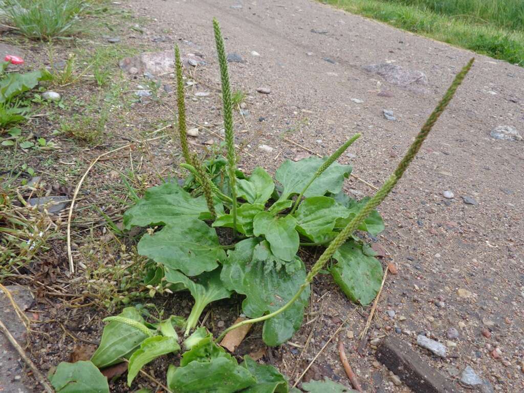 Image of Broadleaf Plantain