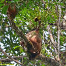 Image de Platycerium ridleyi Christ