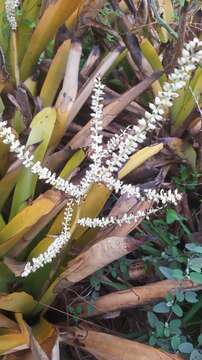 Aechmea lingulata (L.) Baker的圖片