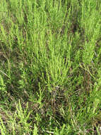 Image of Cuman ragweed