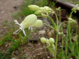 Imagem de Silene vulgaris (Moench) Garcke