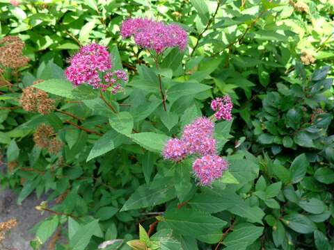 Image of Japanese meadowsweet