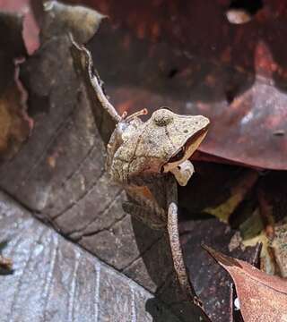 Imagem de Pristimantis chiastonotus (Lynch & Hoogmoed 1977)