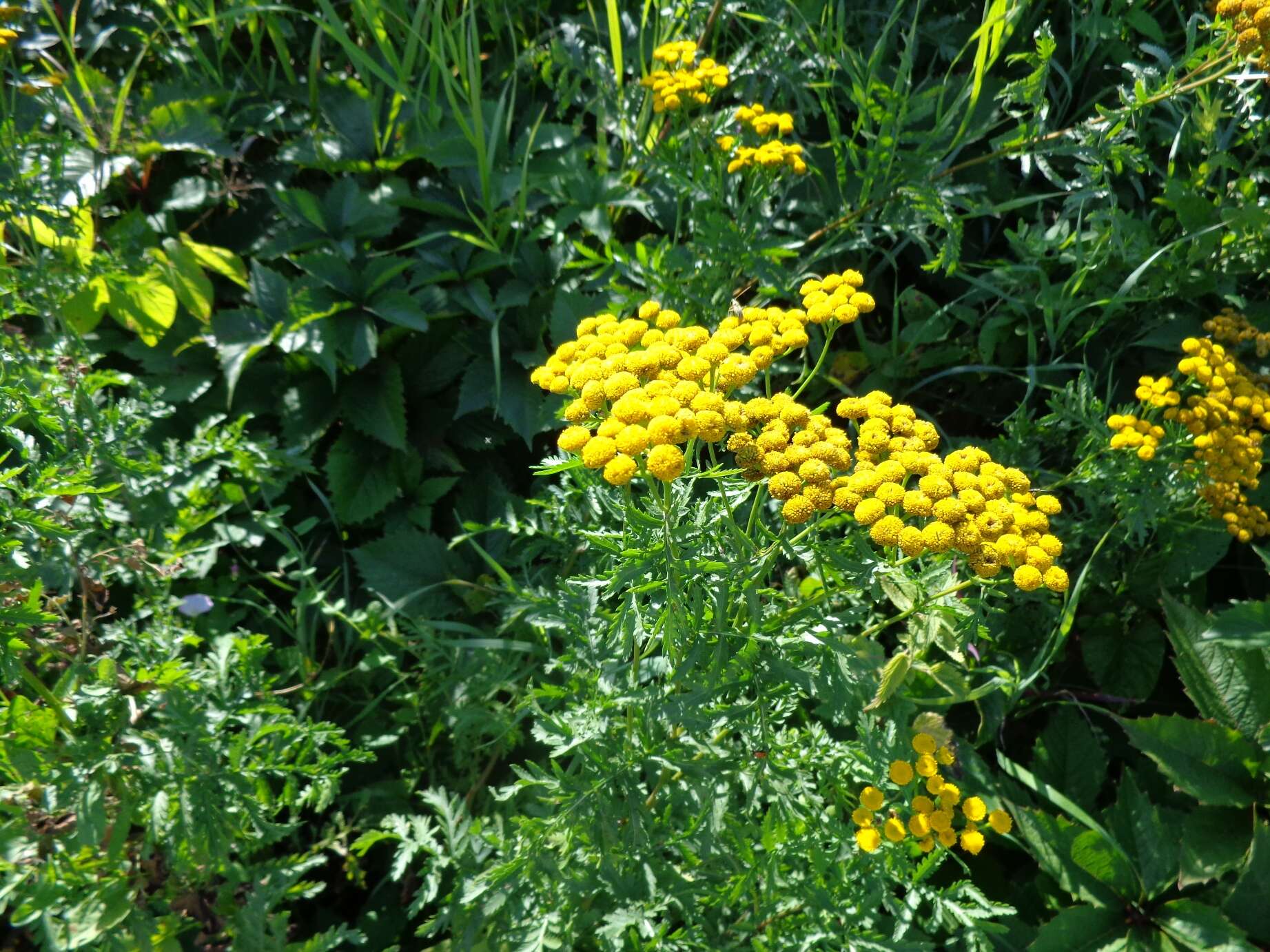 Image of common tansy