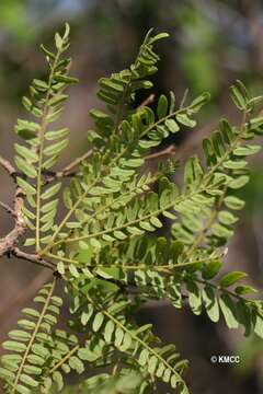 Plancia ëd Dalbergia pseudobaronii R. Vig.