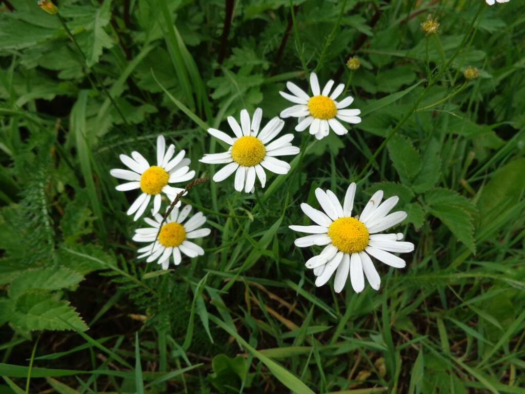 Image of false mayweed