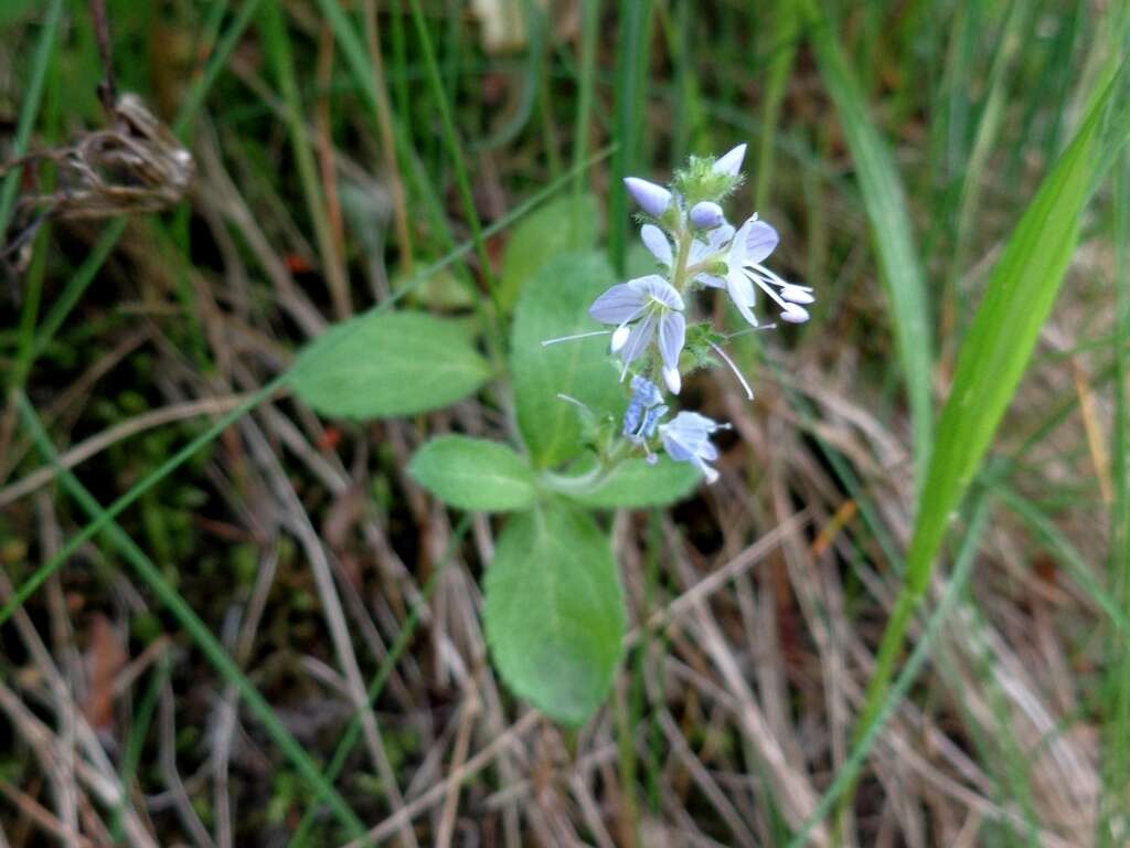 Image of Health Speedwell