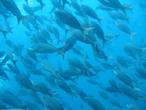 Image of Pacific Creole-fish