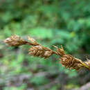 Image of Fernald's sedge