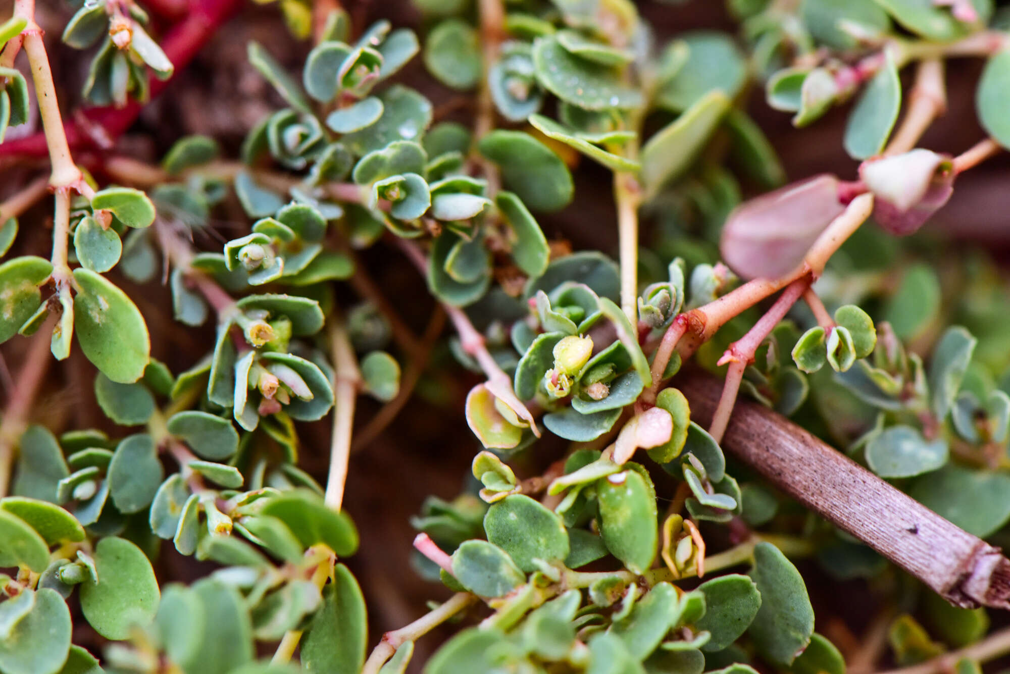 Imagem de Euphorbia taihsiensis (Chaw & Koutnik) Oudejans