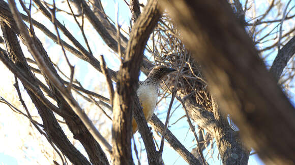 Image of Western Bowerbird