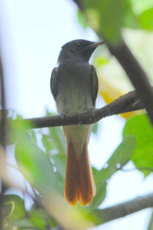 Image of Blyth's Paradise Flycatcher