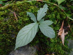 Image of oakleaf fig