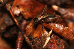 Image of ground cricket