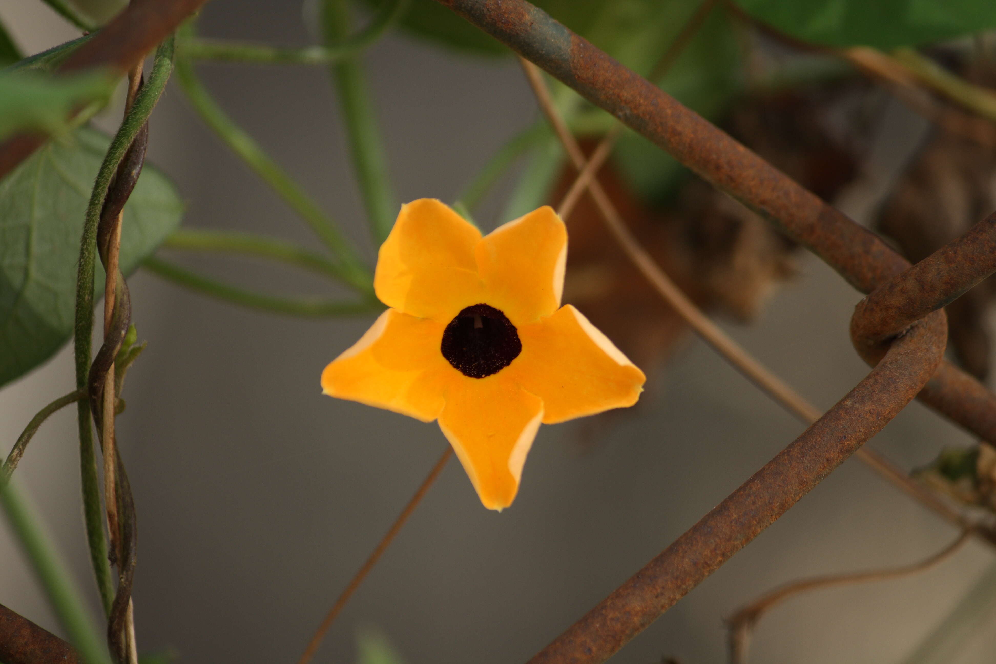 Image de Thunbergia alata Boj. ex Sims