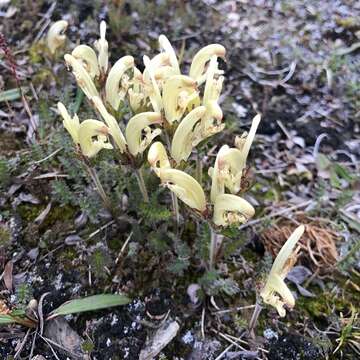 Imagem de Pedicularis capitata Adams.