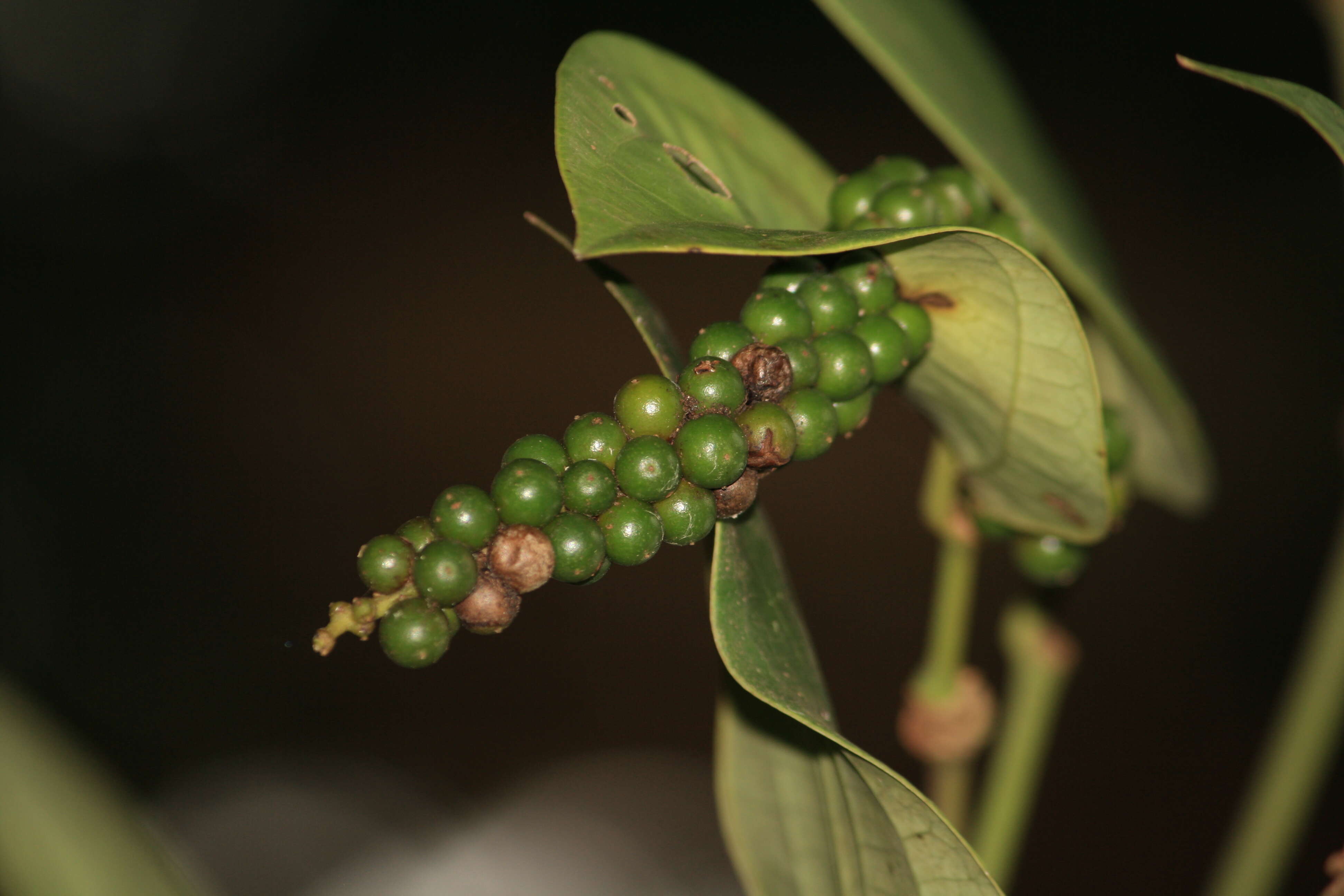 Image of black pepper