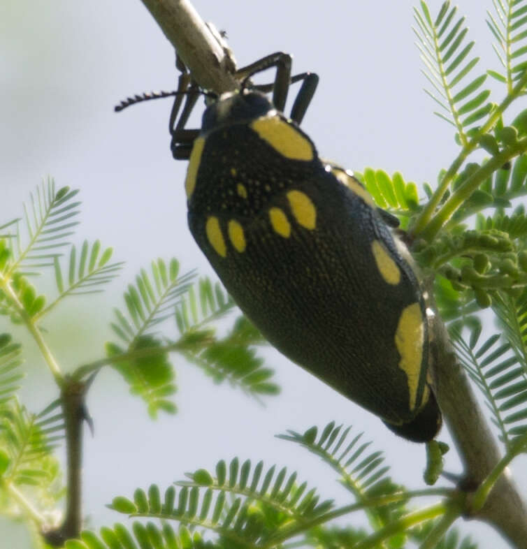 Imagem de Sternocera orissa Buquet 1837