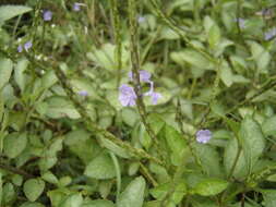 Image of light-blue snakeweed