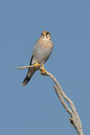 Image of Red-headed Falcon