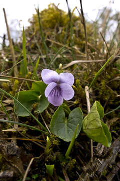 Image of marsh violet