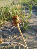 Sivun Taraxacum serotinum (Waldst. & Kit.) Poir. kuva