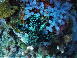 Image of Green spot black slug