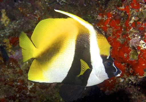 Image of Bannerfish