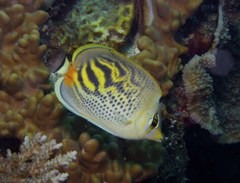 Image of Dot and dash Butterflyfish