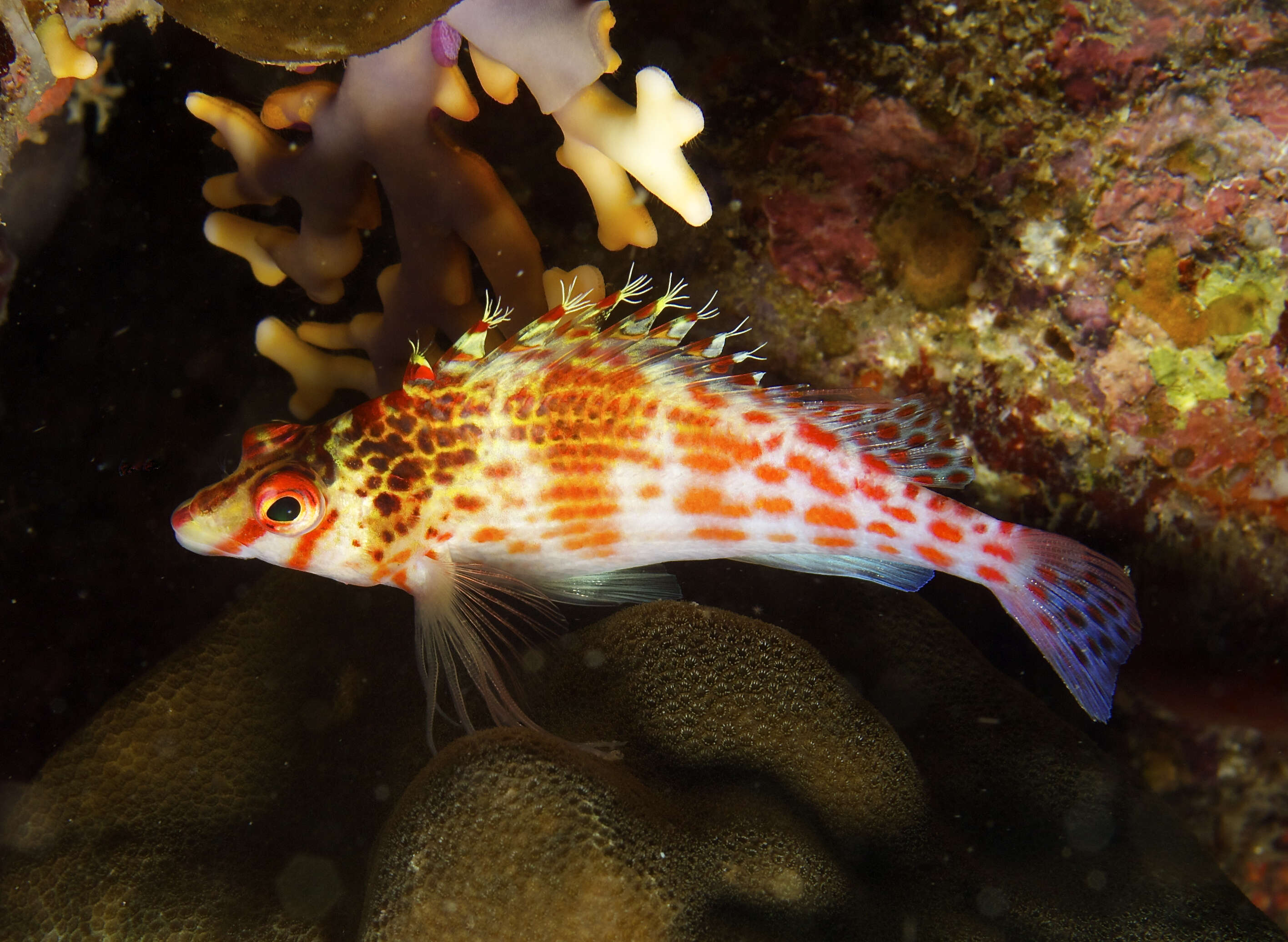 Image of Coral Hawkfish