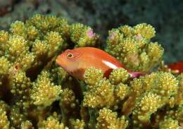 Image of Arc-eye Hawkfish