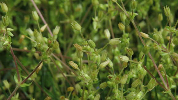 Image of common chickweed