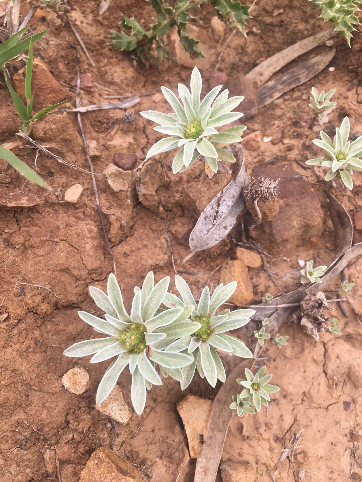 Image of Filago asterisciflora (Lam.) Sw.