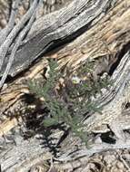 Image de Phacelia ivesiana Torr.