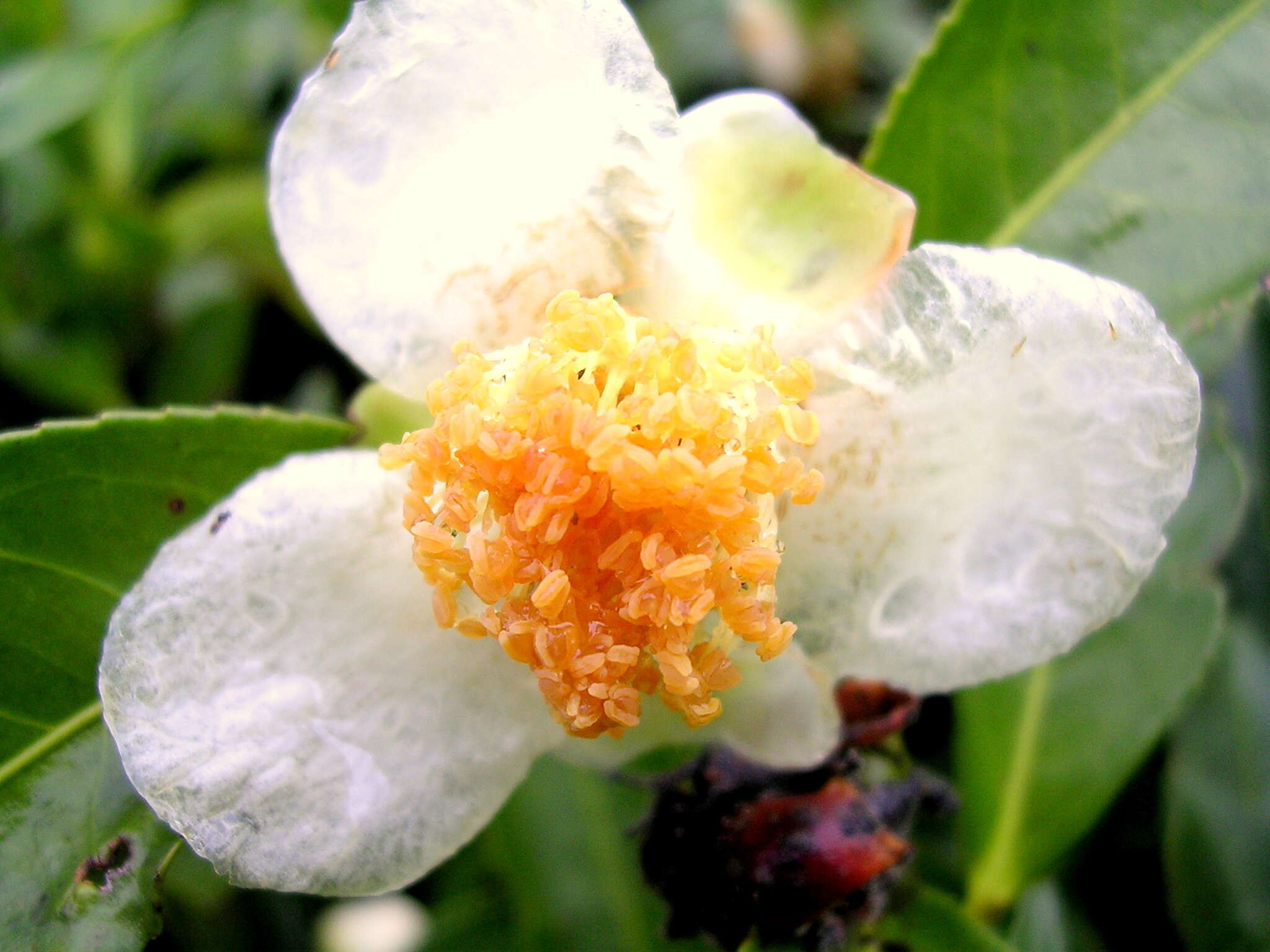 Image of Tea plant