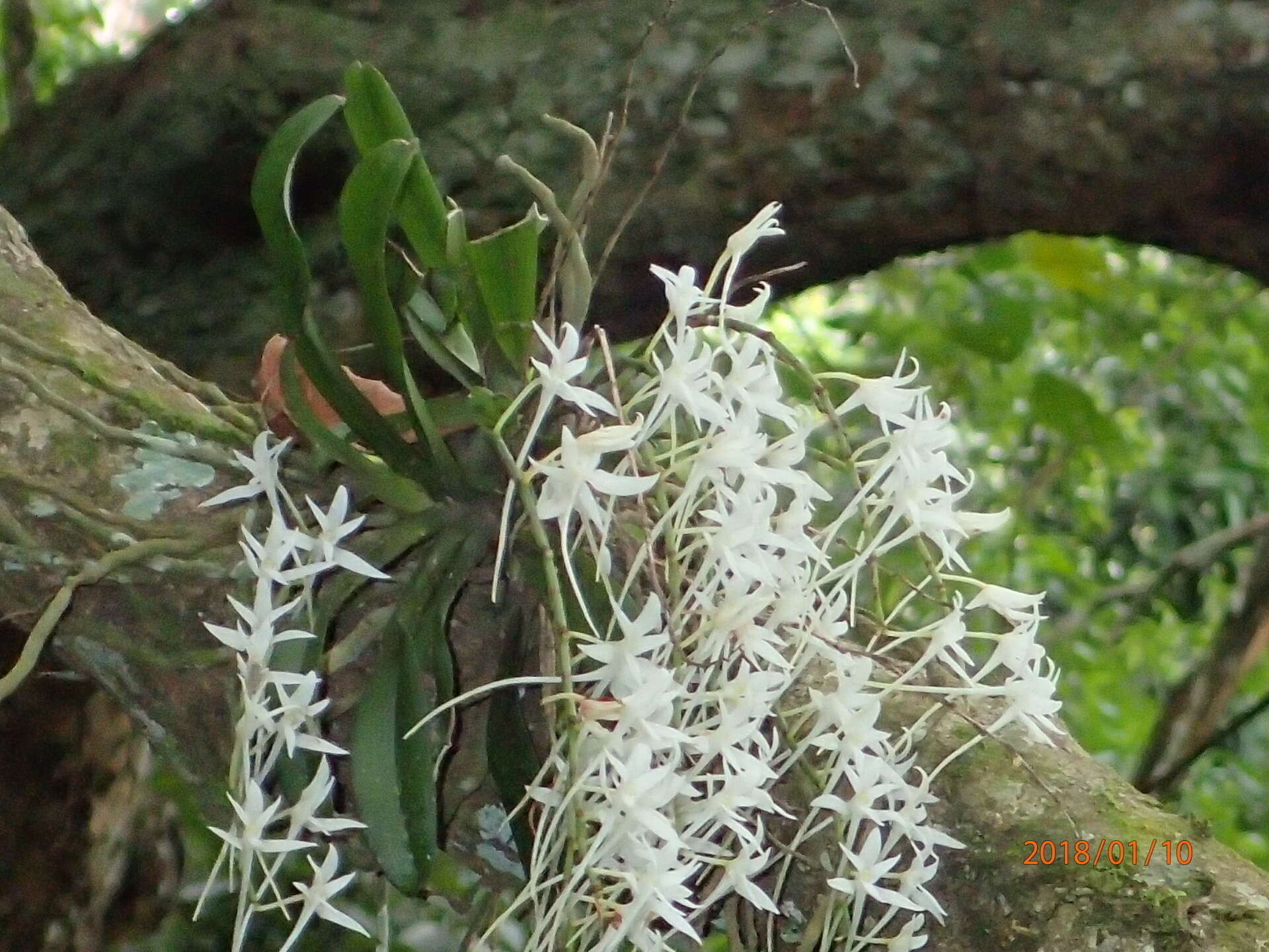 Image of Mystacidium capense (L. fil.) Schltr.